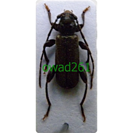 Phymatodes pusillus (Fabricius, 1787) Płaskowiak dębowy, Ściga dębowa